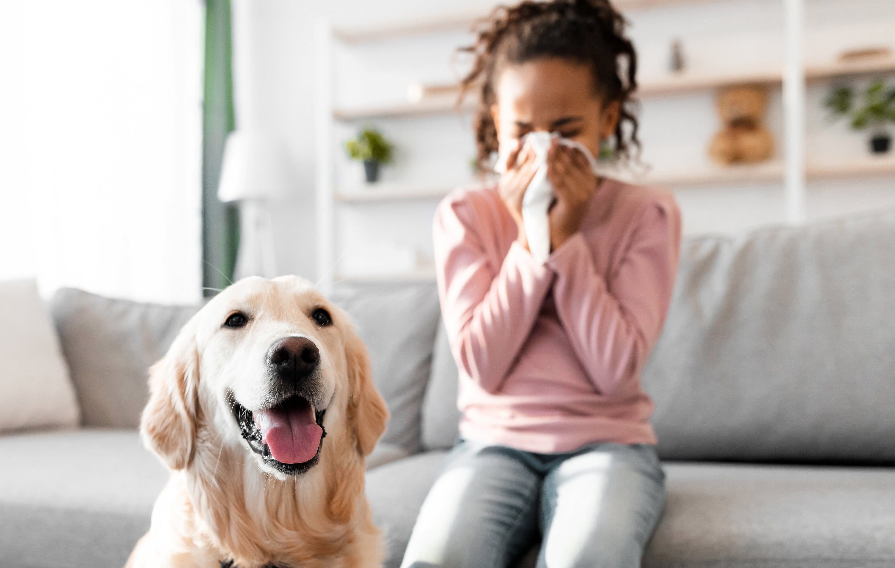 Klarta air humidifier for allergy sufferers? Allergy relief in minutes