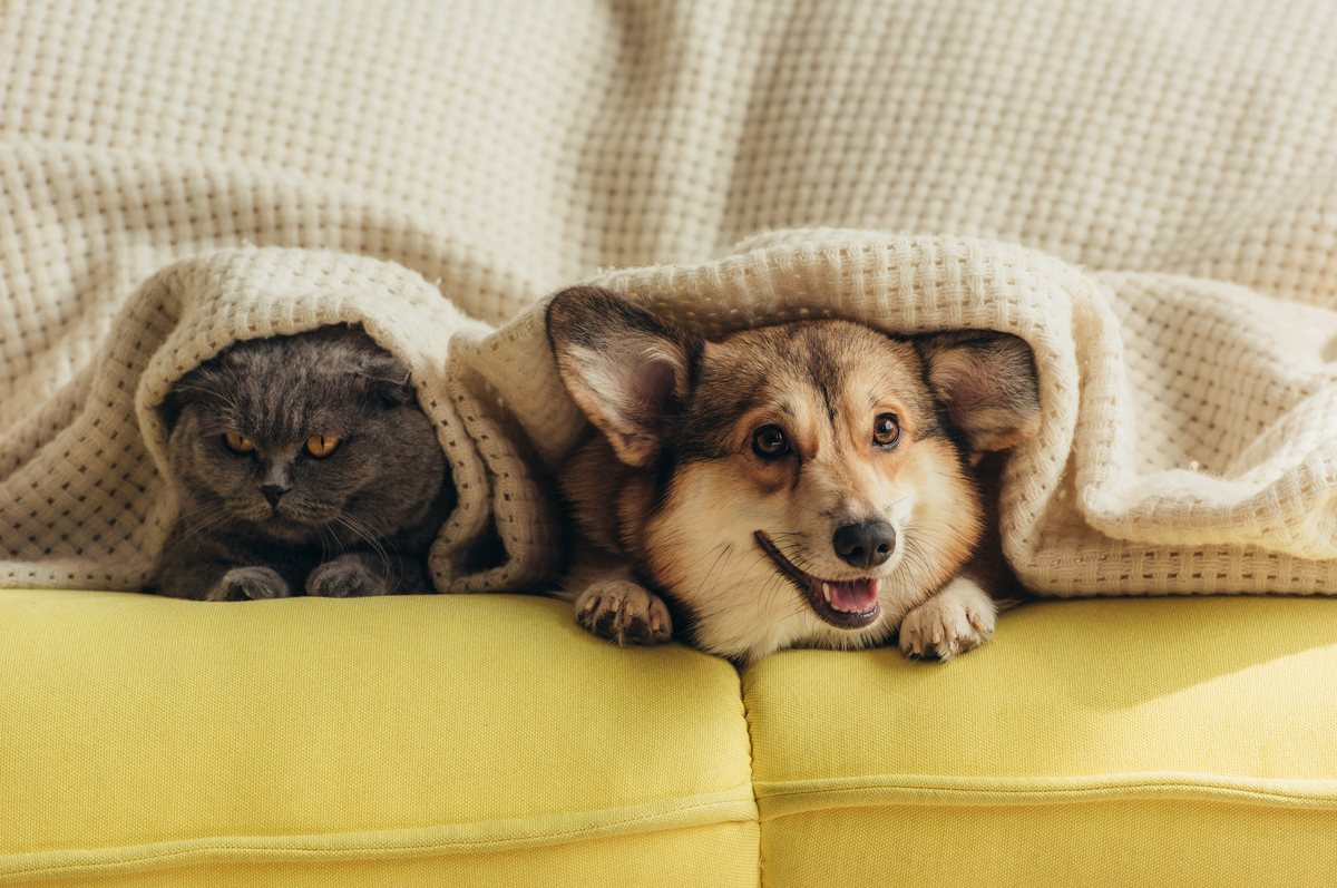 Pet-Safe air humidifier. Meet Klarta Humea