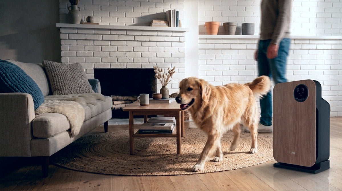 Air Purifiers for Cats and Dogs: Dander, Hair and Allergies