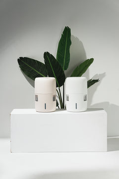 Klarta Humea humidifiers in Beige and White side by side on a white stand in front of a large-leaf plant